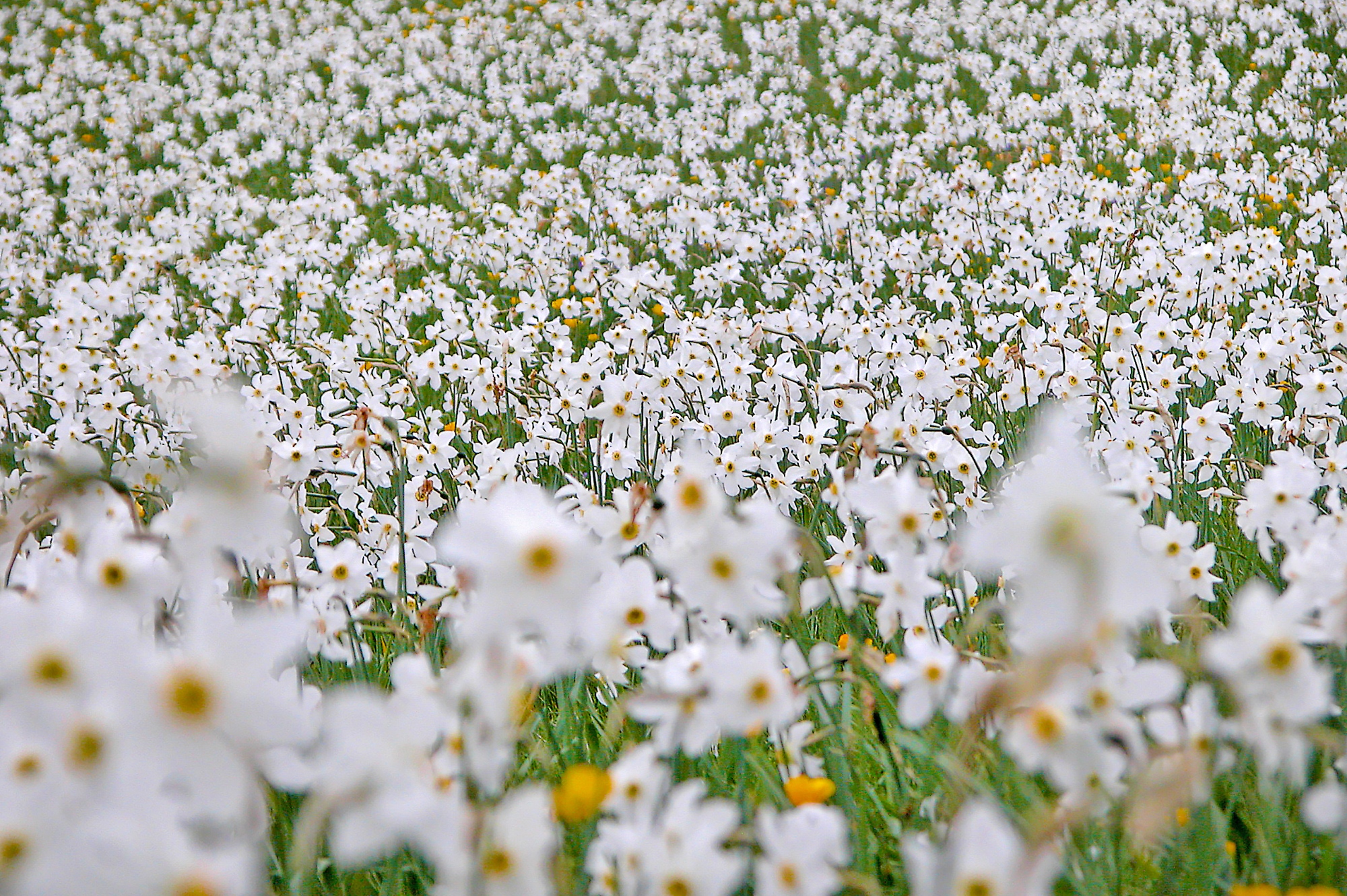 Daffodils in bloom