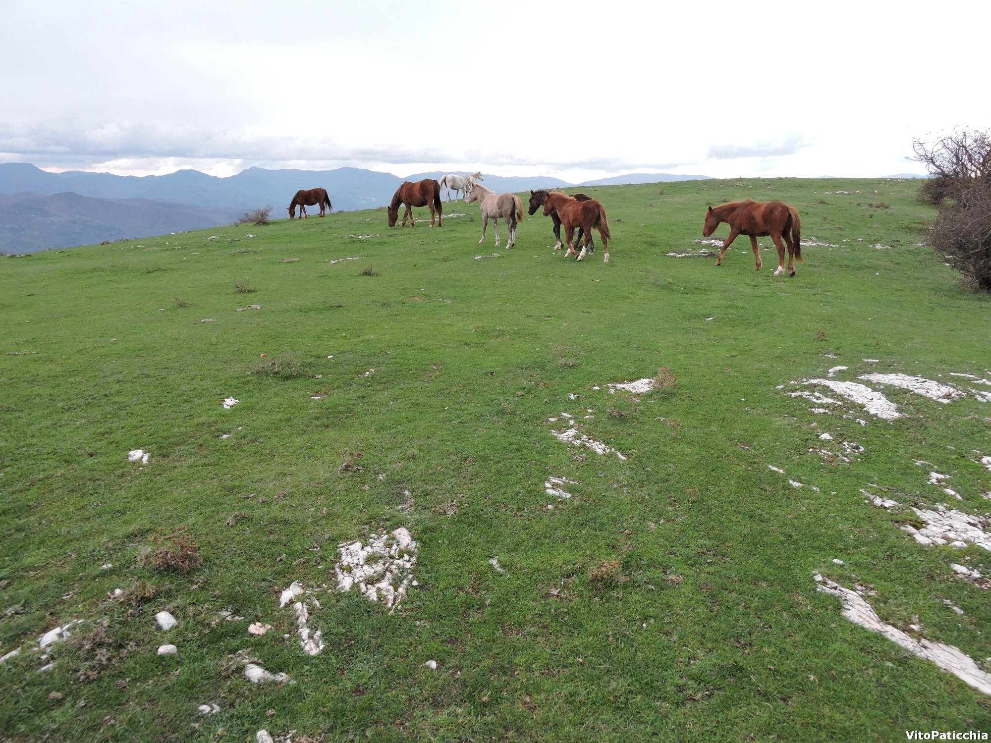 prato-calvana-cavalli-al-pascolo.jpg