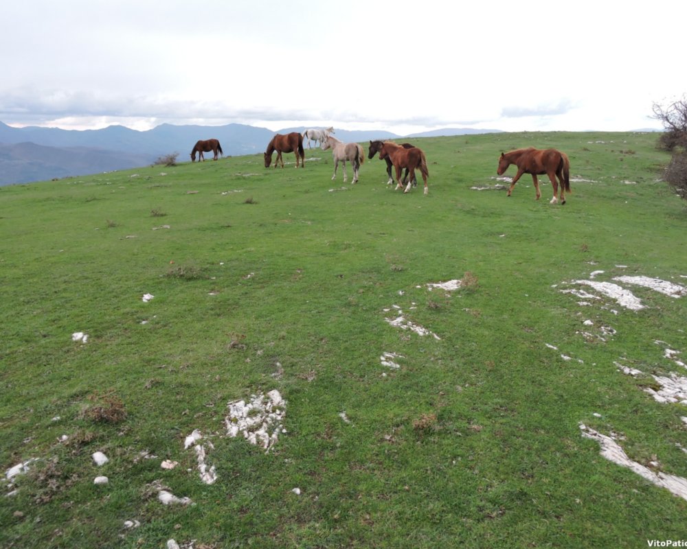 Caballos de pastoreo en la pradera de Calvana