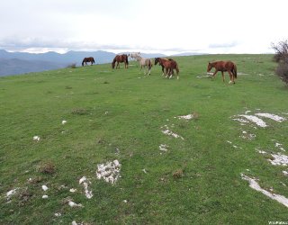 Wiese in Calvana mit grasenden Pferden