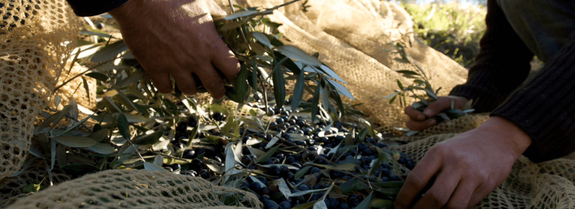 Raccolta olive al frantoio Buonamici