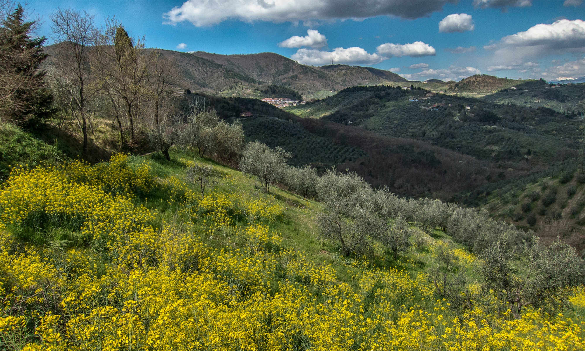 Immagine della campagna di Carmignano