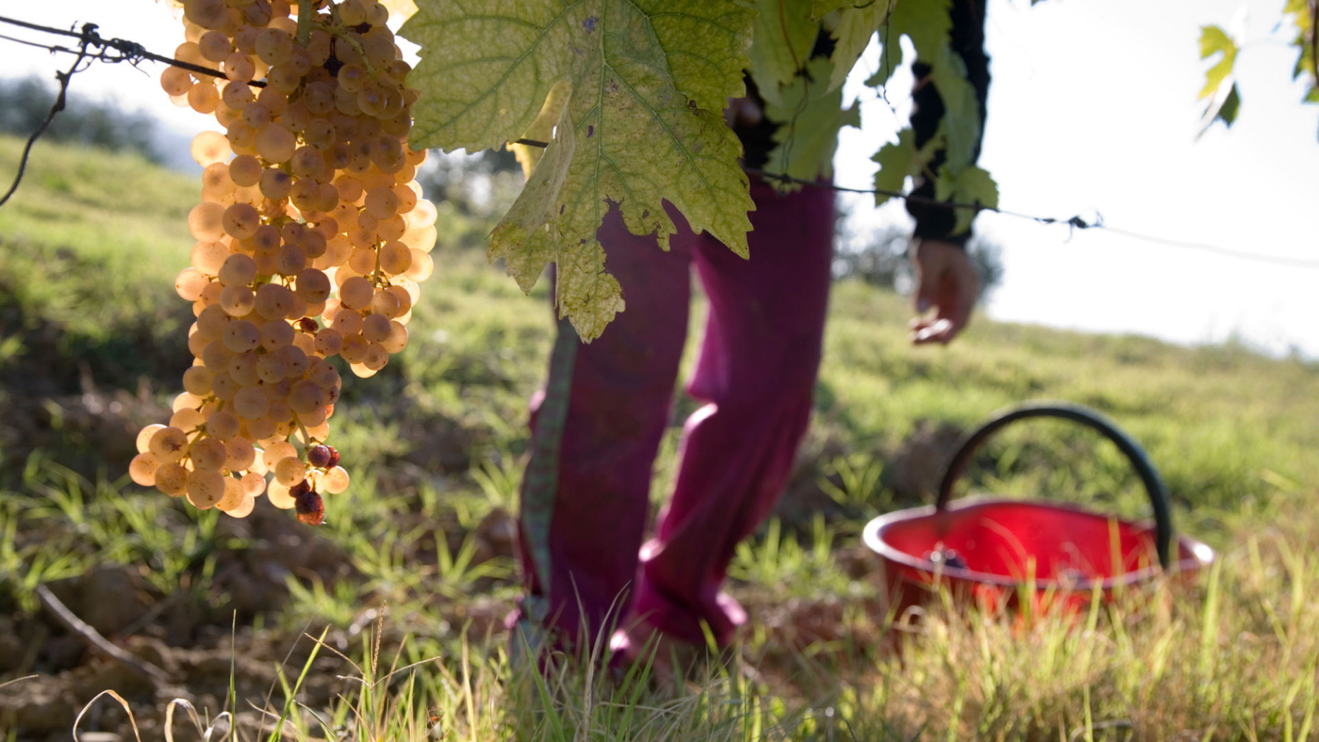 Chianti harvest