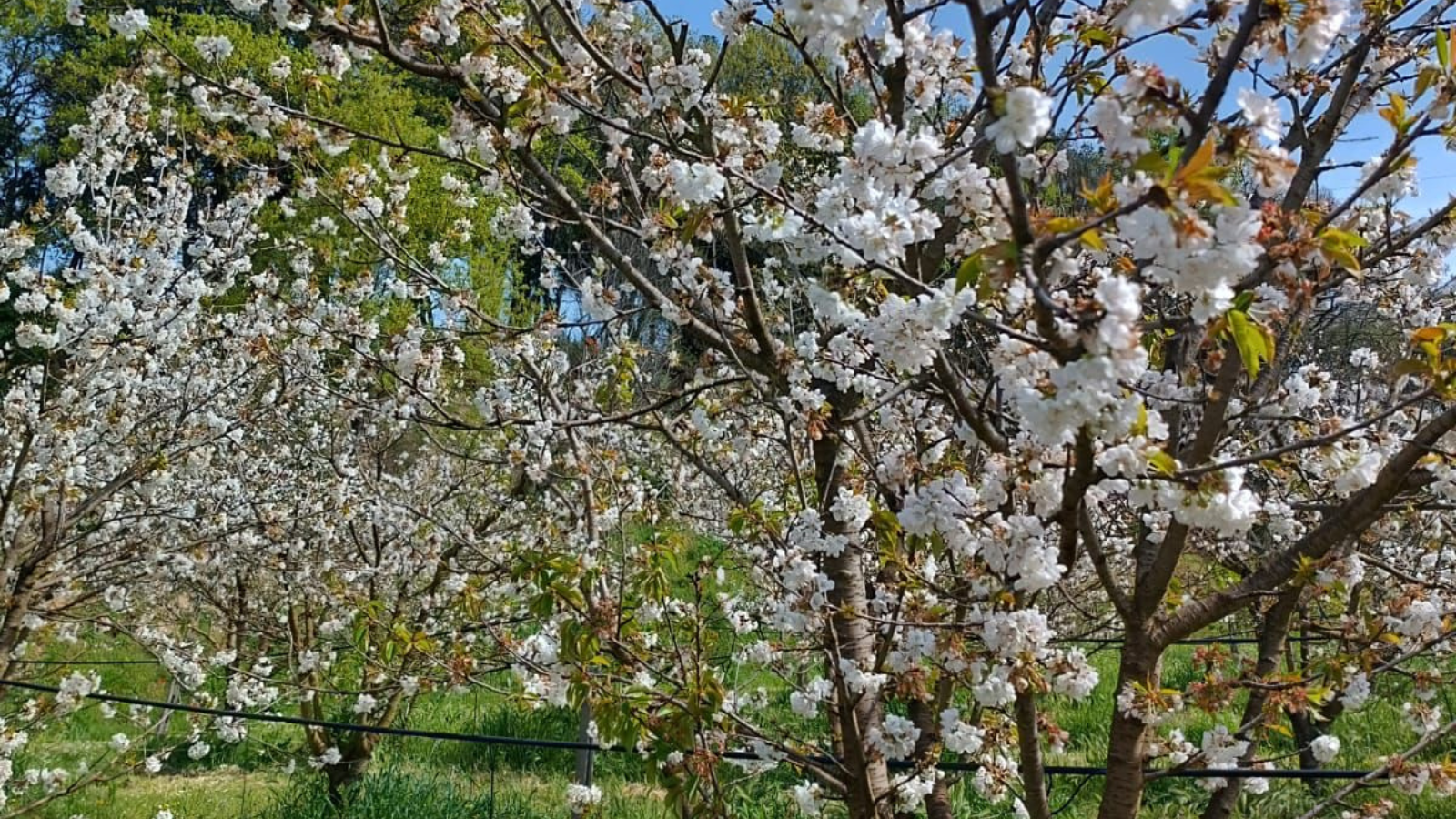 ciliegi in fiore