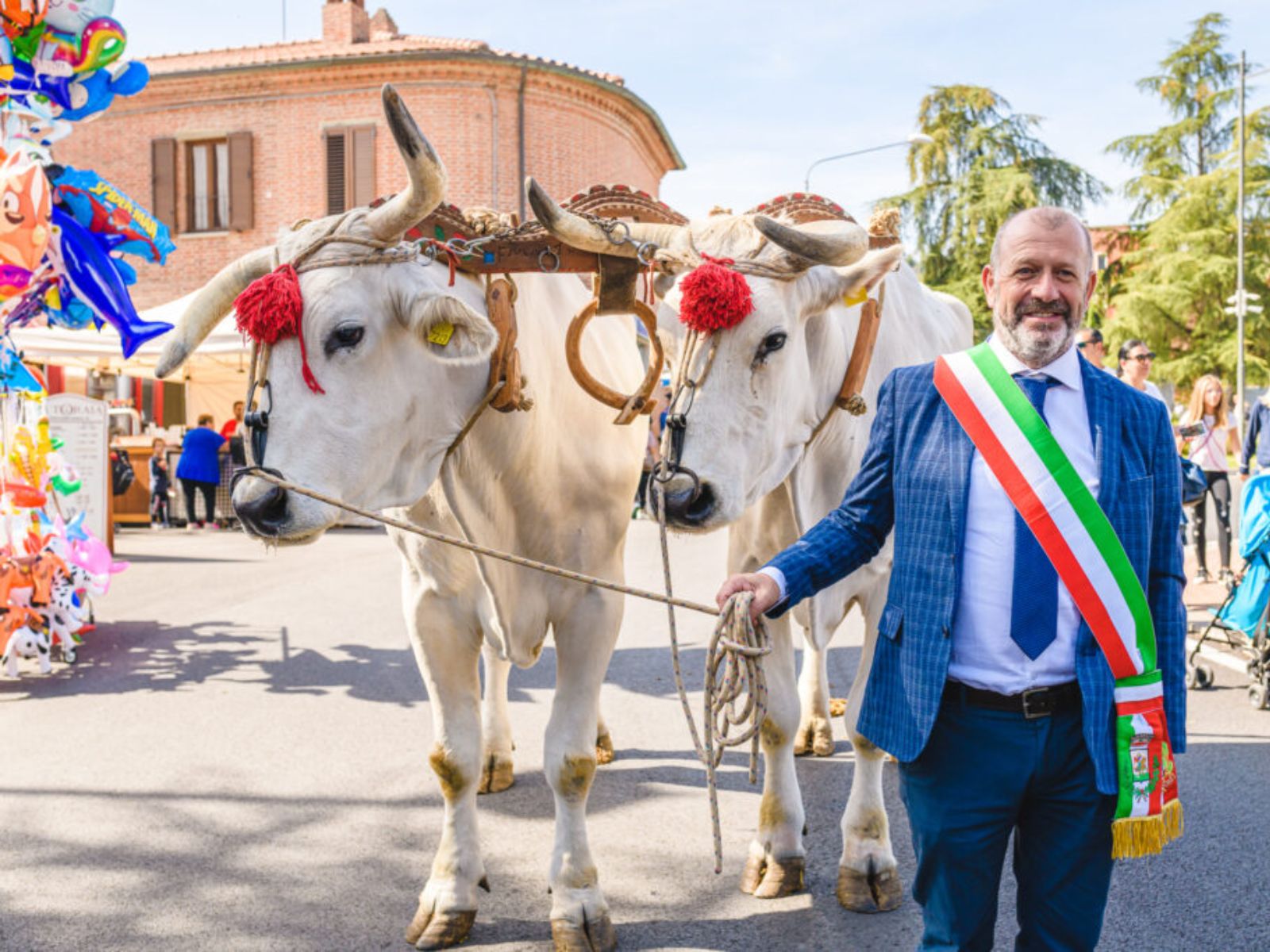 Immagine del sindaco Edo Zacchei con due bovini di razza Chianina