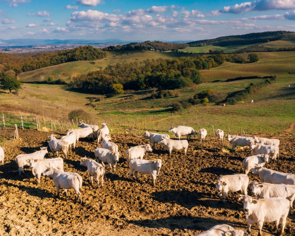 Raza de vacas Chianina