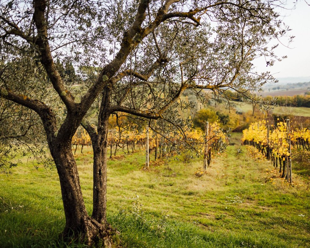 Path of the Olive Groves by bike