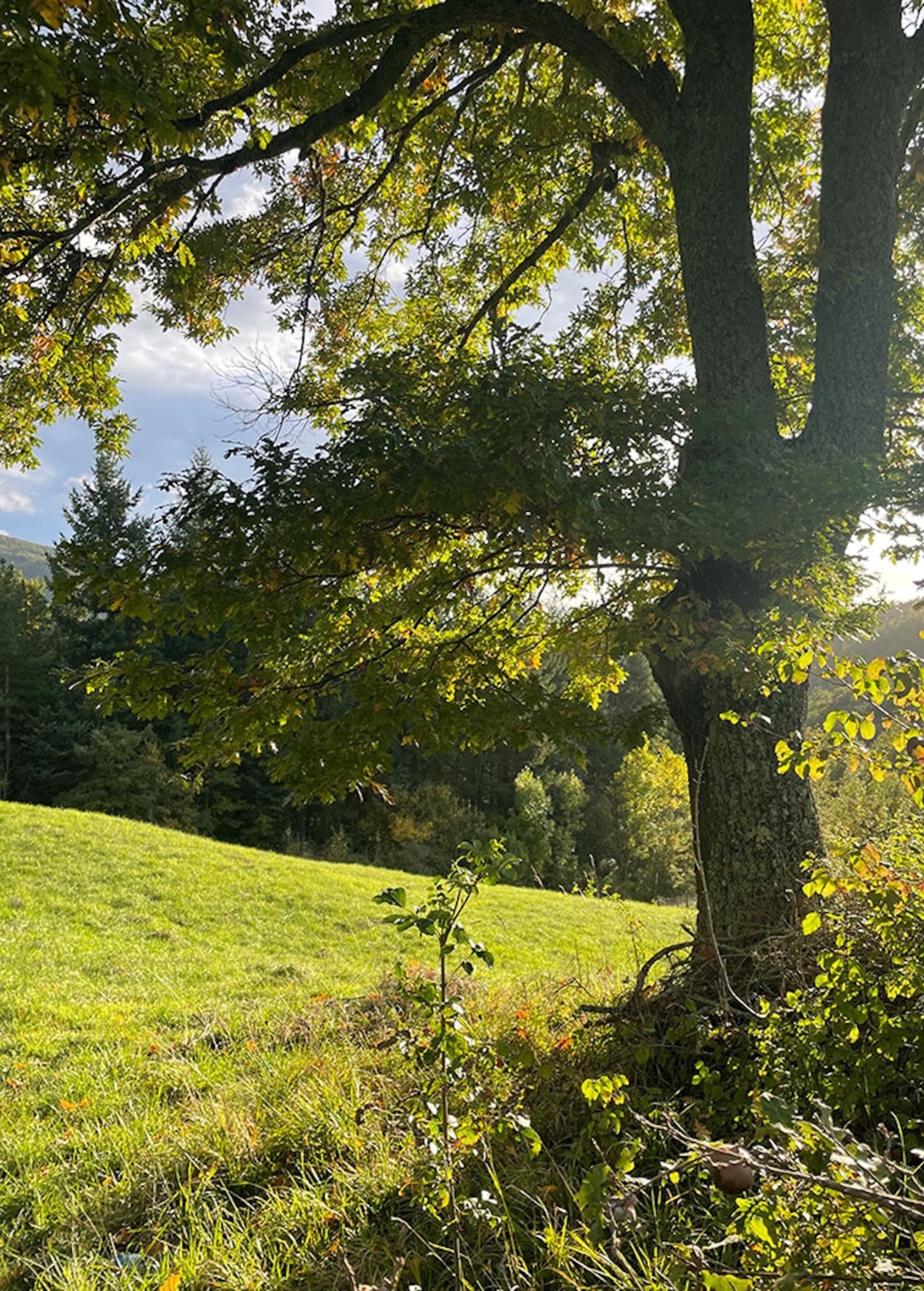 Cena stellata 2026 a Quercus La Baita