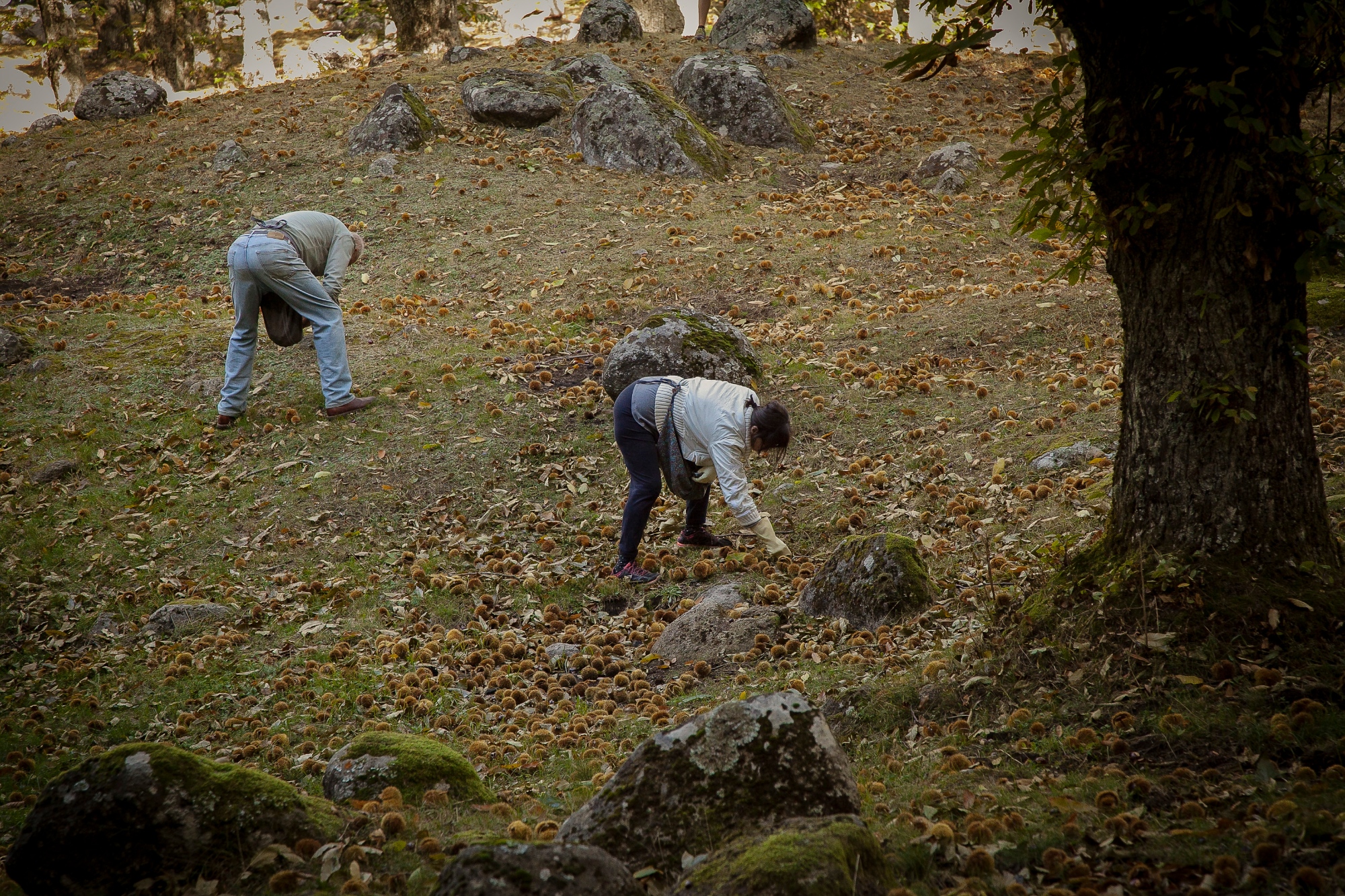 Recogiendo las castañas en Amiata