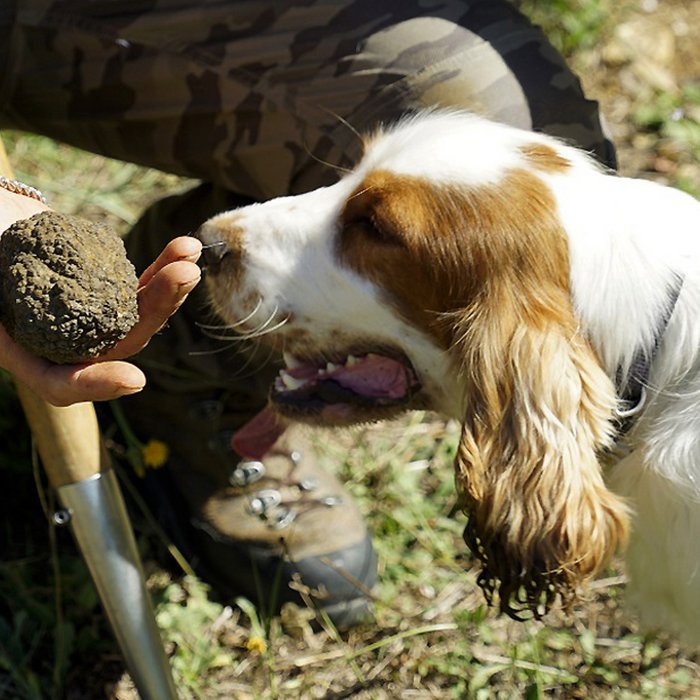 Esperienza di ricerca del tartufo a Fattoria del Cerro, sulle colline di Montepulciano