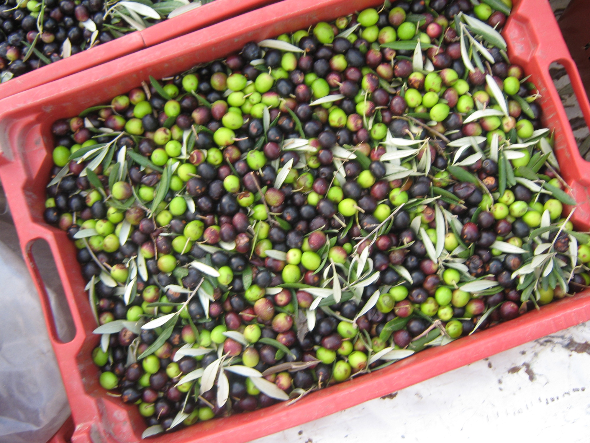 Visite e degustazioni alla Cantina Buccelletti di Castiglion Fiorentino