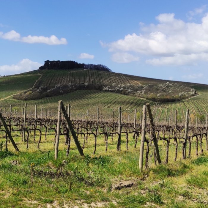 Walking and wine tour experience in Radda in Chianti Walking and wine tour experience in Radda in Chianti