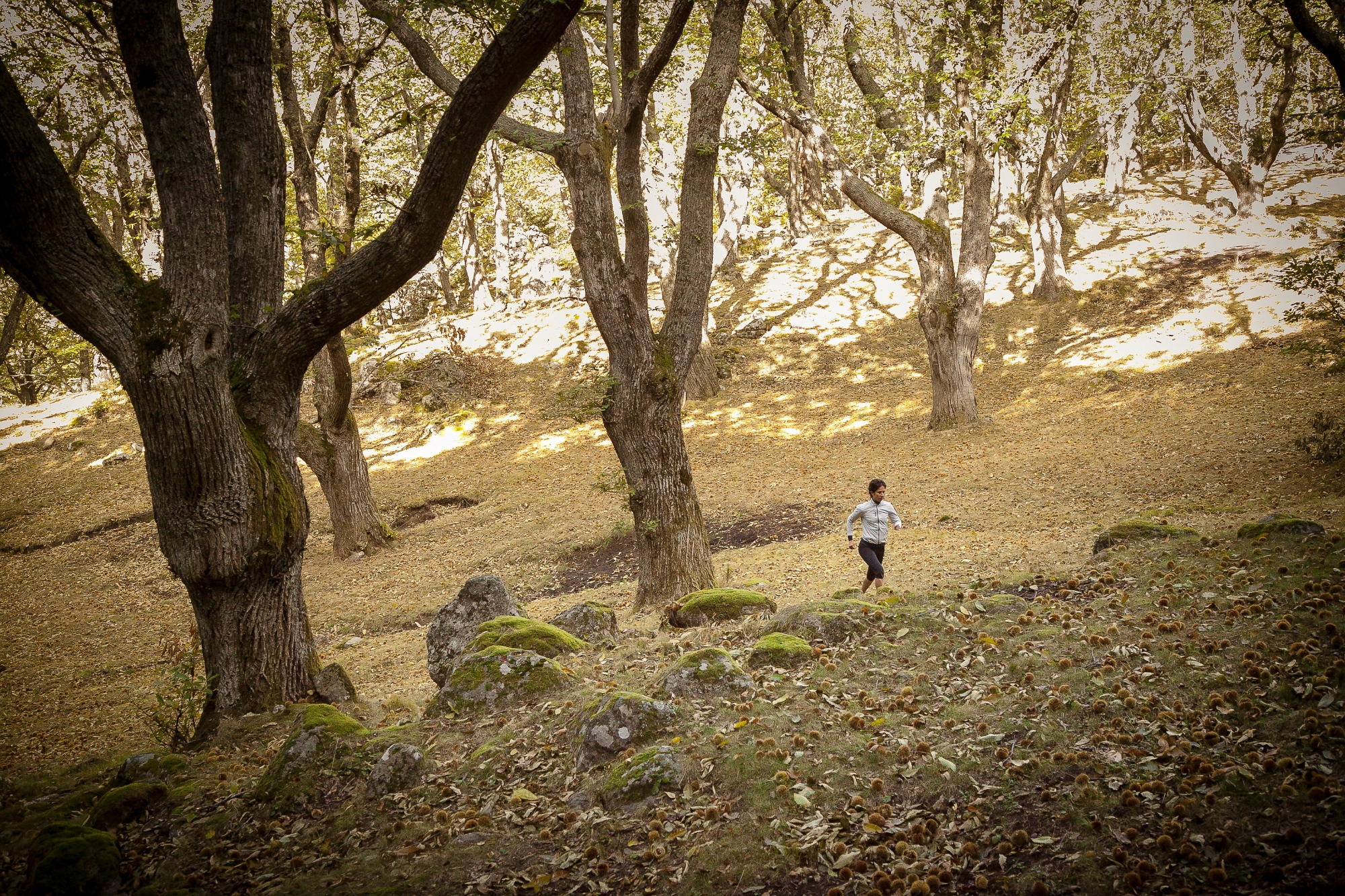 Running dans la forêt de hêtres du Mont Amiata