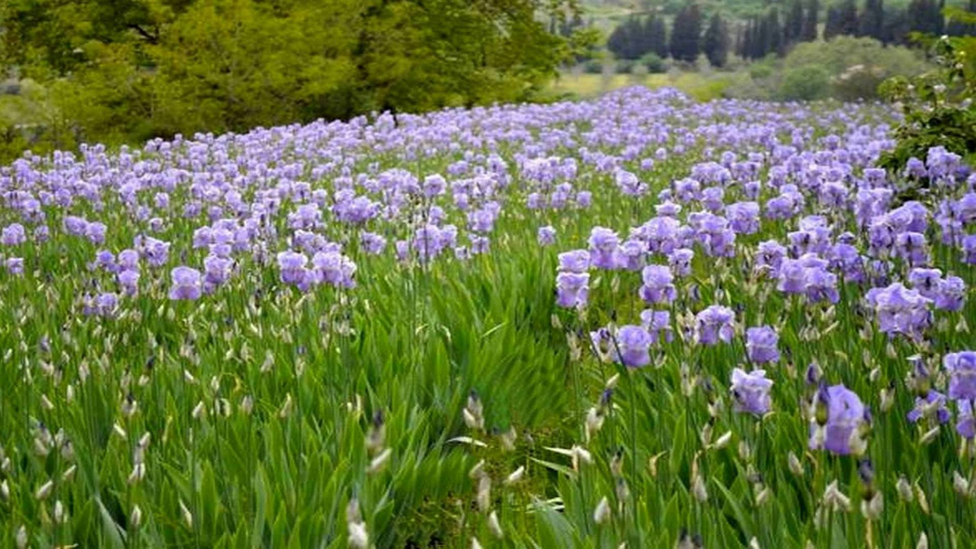 Fiori Pratomagno