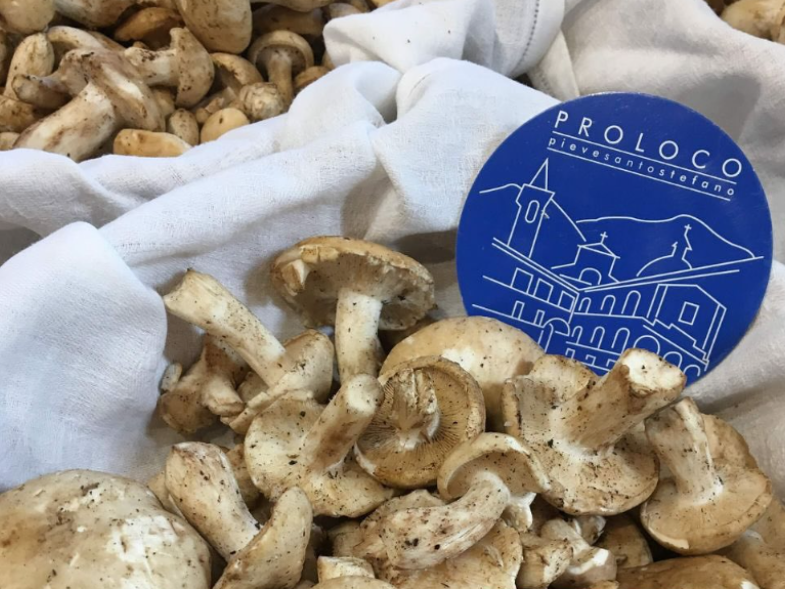 Immagine del fungo prugnolo