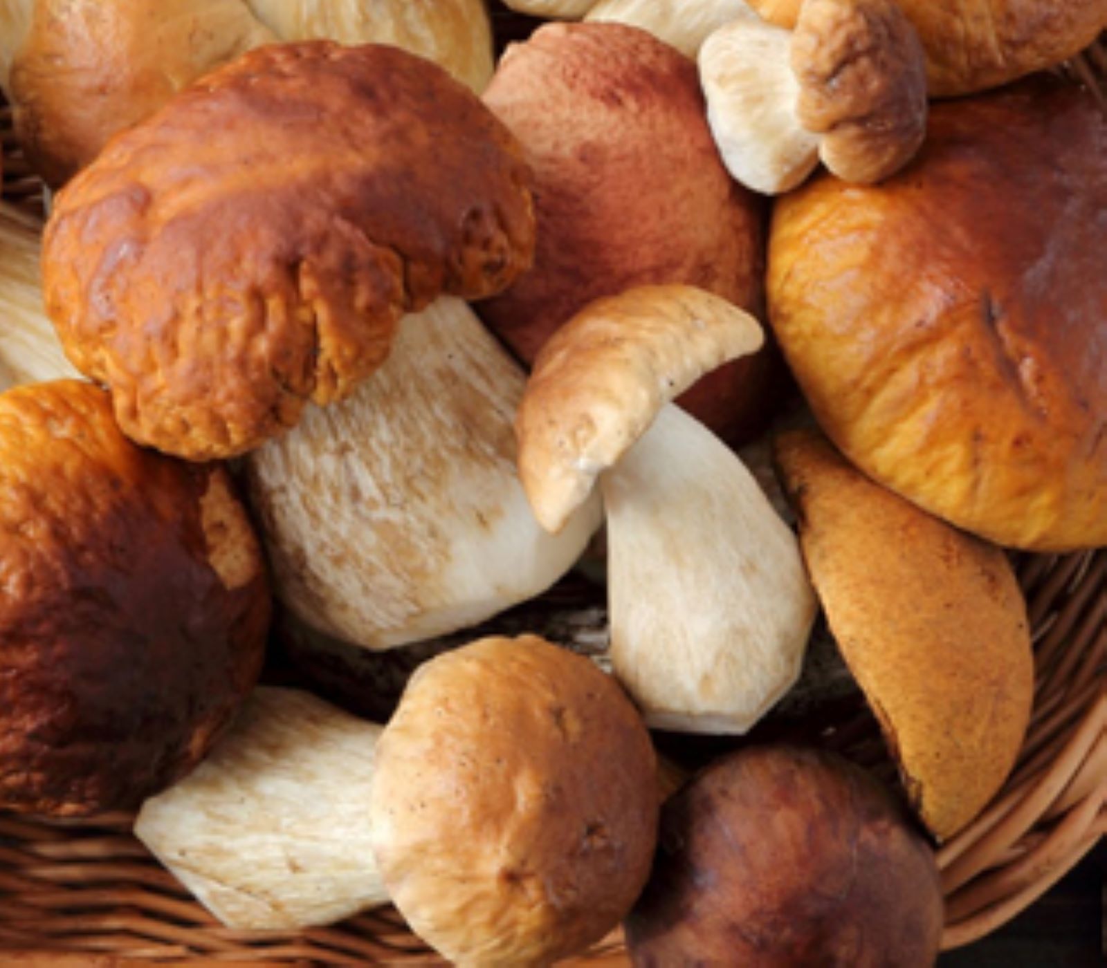 Immagine del porcino di Casal di Pari