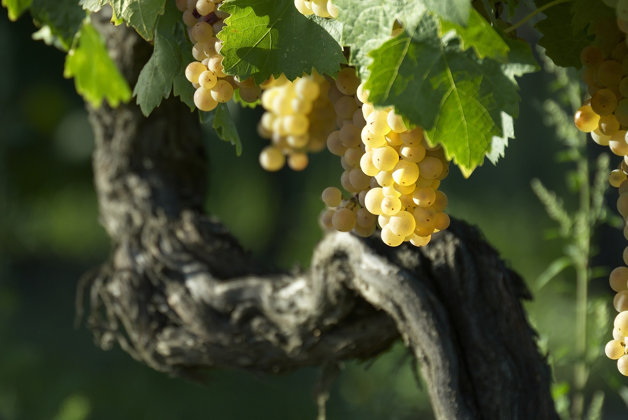 Grappe de raisin pour le Vernaccia