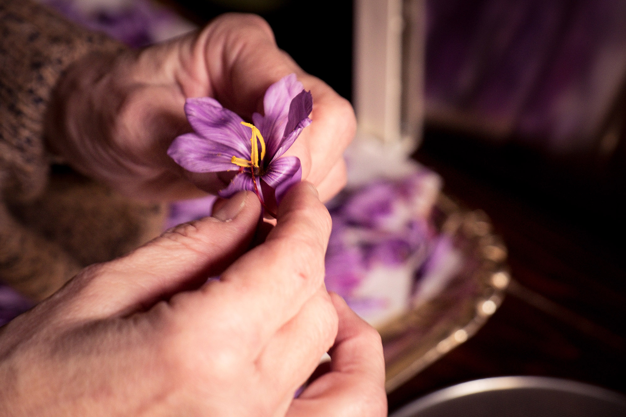 Fleur de crocus