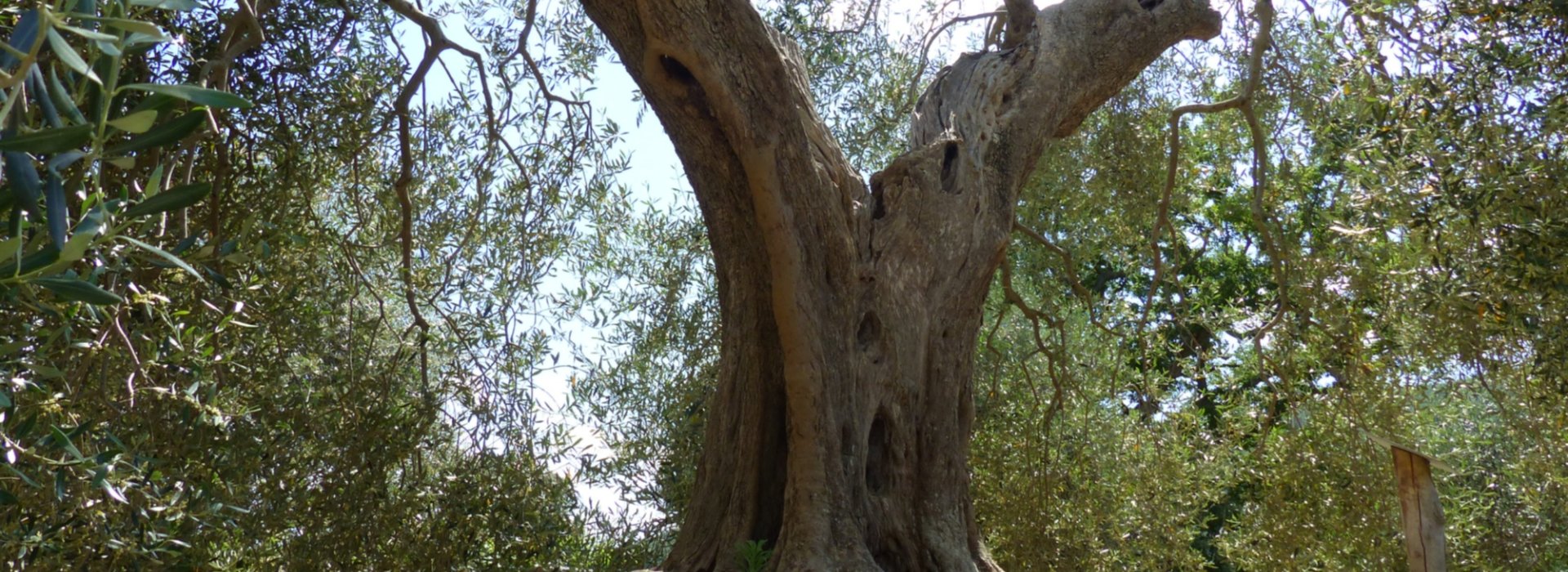 L'Olivastra Seggianese Montegiovi è l'olio che produciamo a Podere Borselli L'Olivastra Seggianese Montegiovi è l'olio che produciamo a Podere Borselli