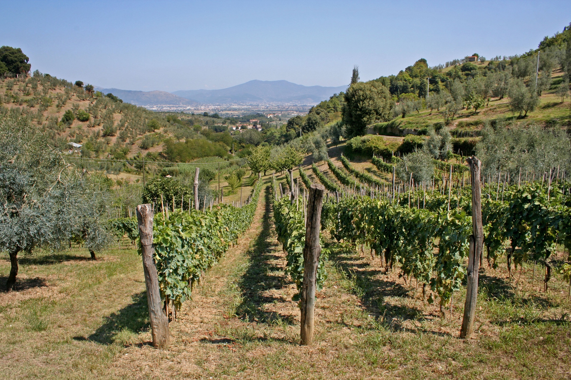 sbordone-david-1b.jpg