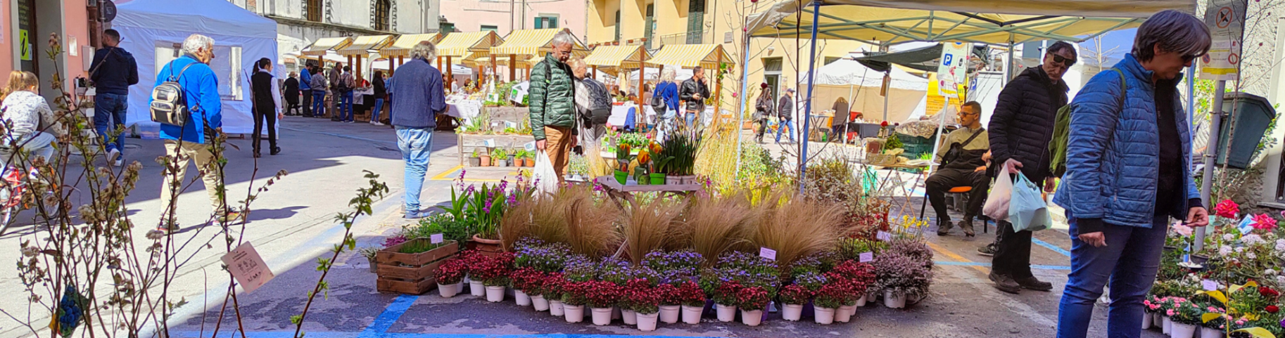 Mercatino delle Erbe officinali