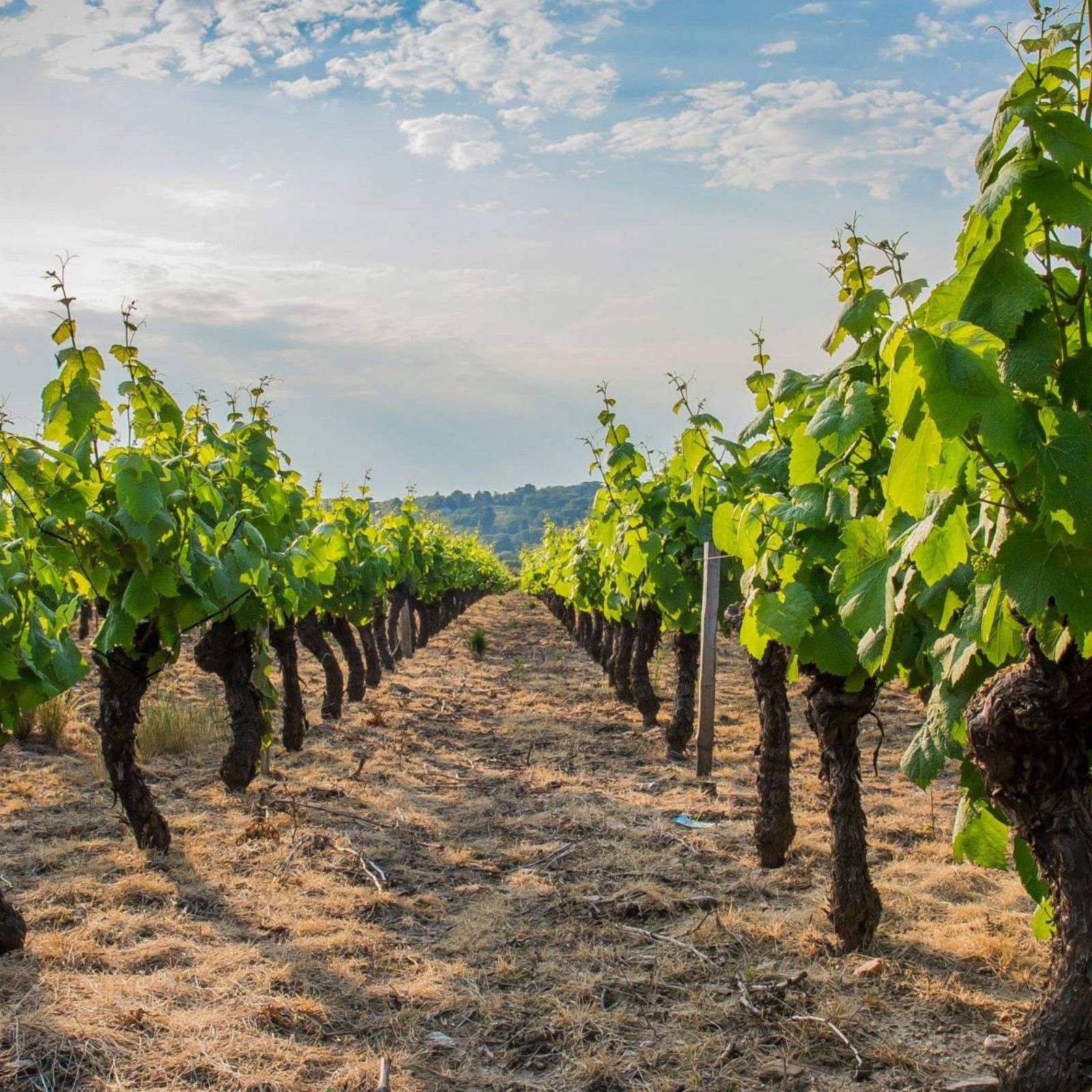 Filari di vigne colline pisane