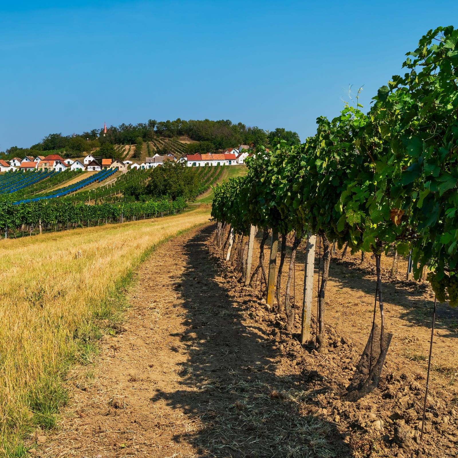 Filari di vigne colline pisane