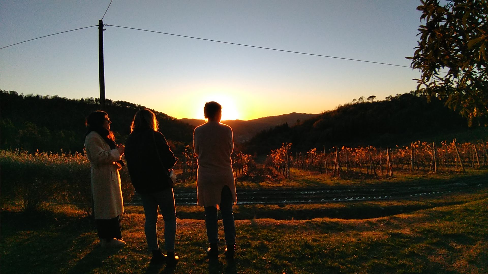 Private tour with various tastings and dinner in the Chianti hills