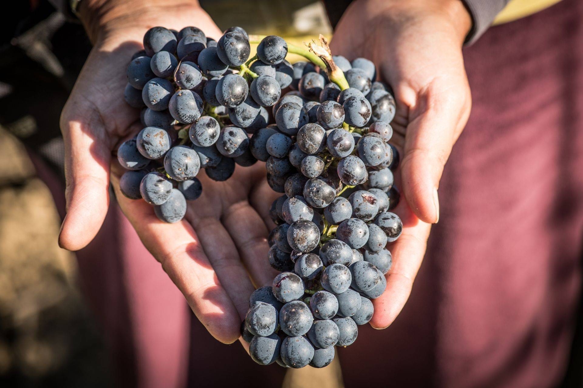 Uva Syrah