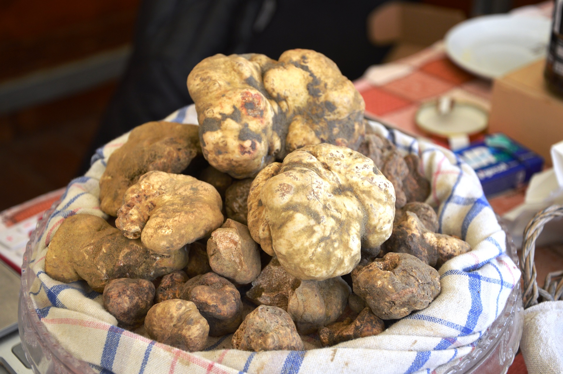 Museo del Tartufo