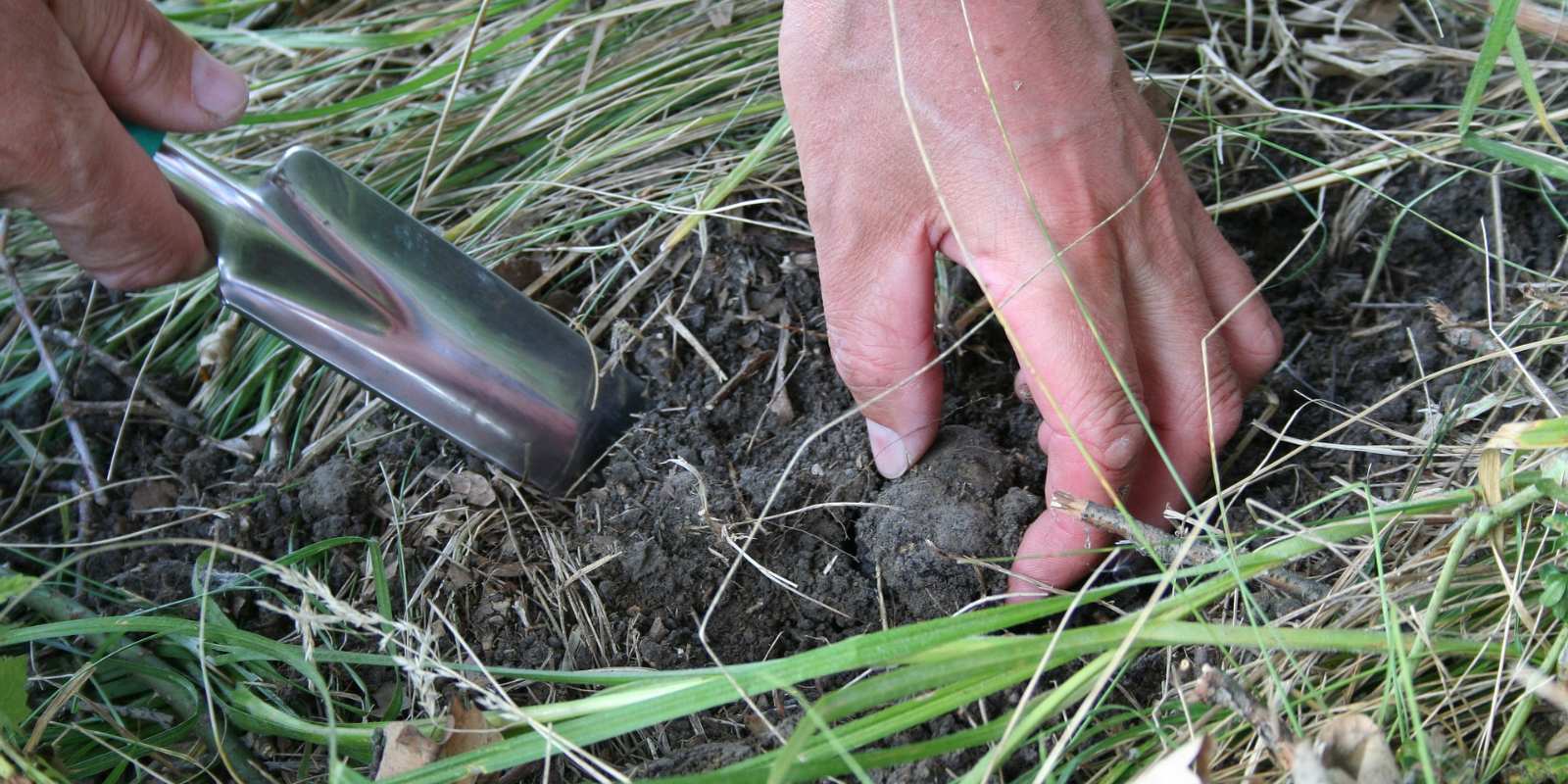 tartufo.jpg tartufo.jpg