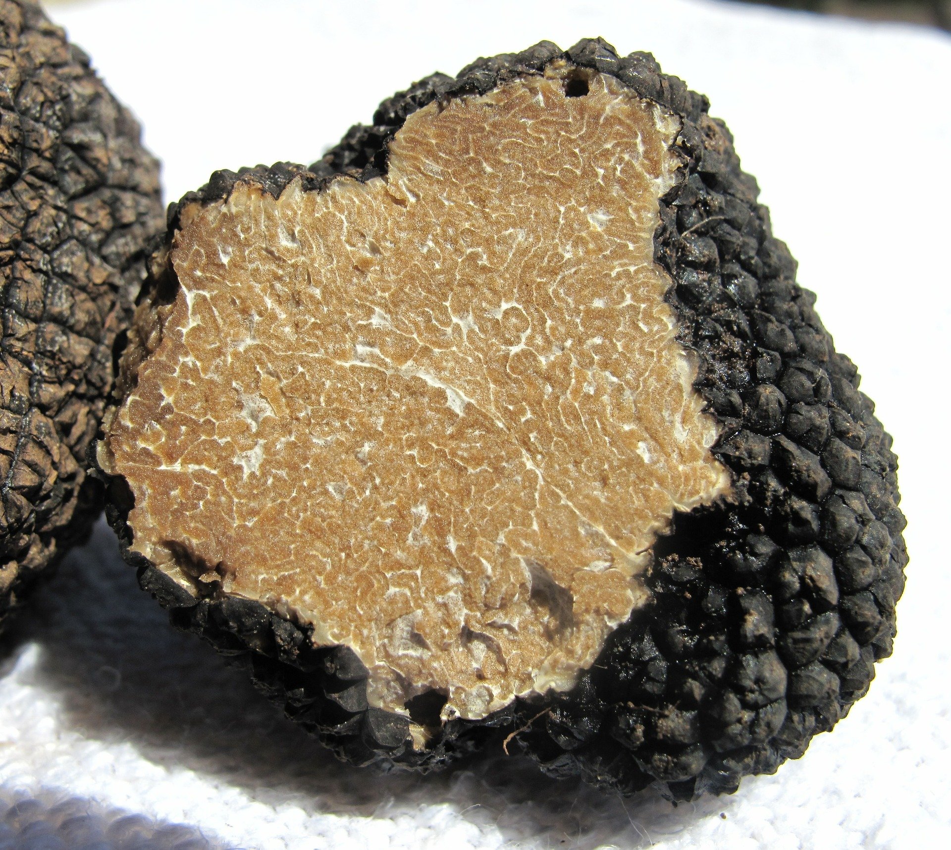 Truffle hunting experience at Fattoria del Cerro, on the hills around Montepulciano