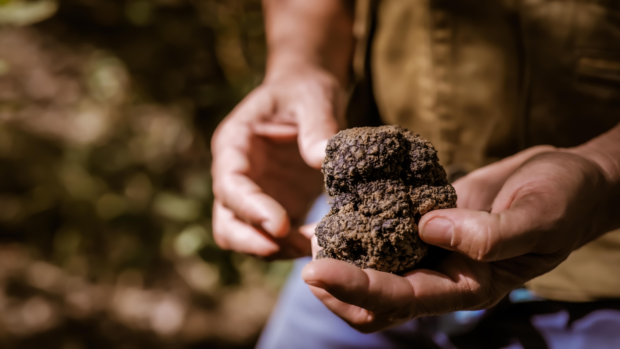 Immagine di due mani che tengono un grande tartufo appena raccolto