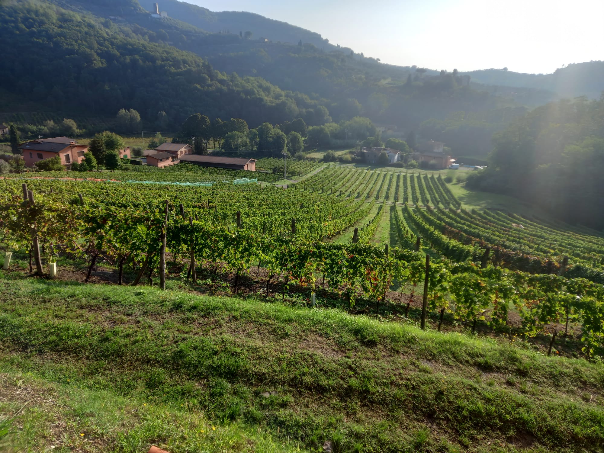 Potremo passeggiare nella vigna dove si produce l'ottimo vino delle colline lucchesi