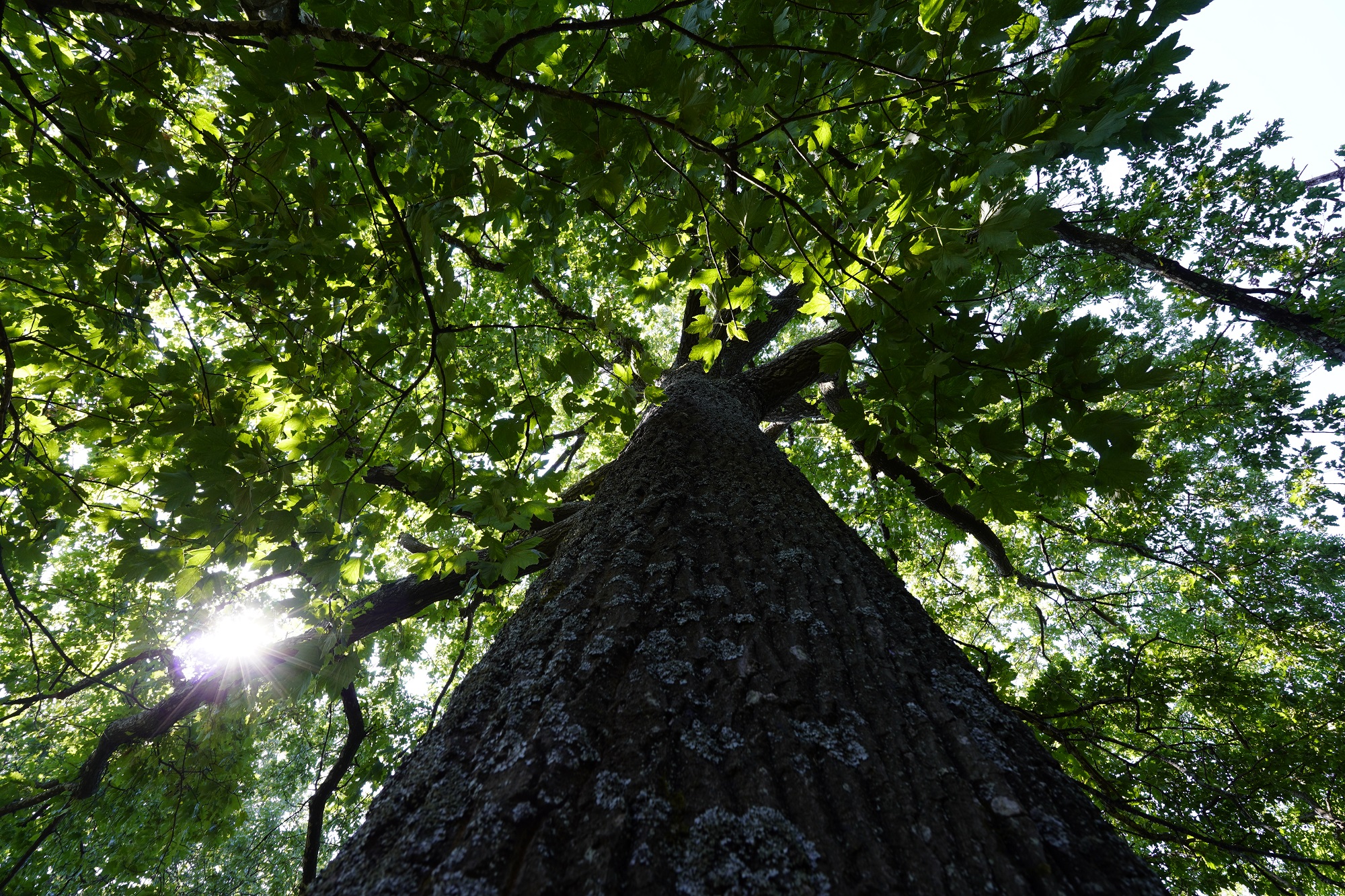 Bosque de Monte Senario