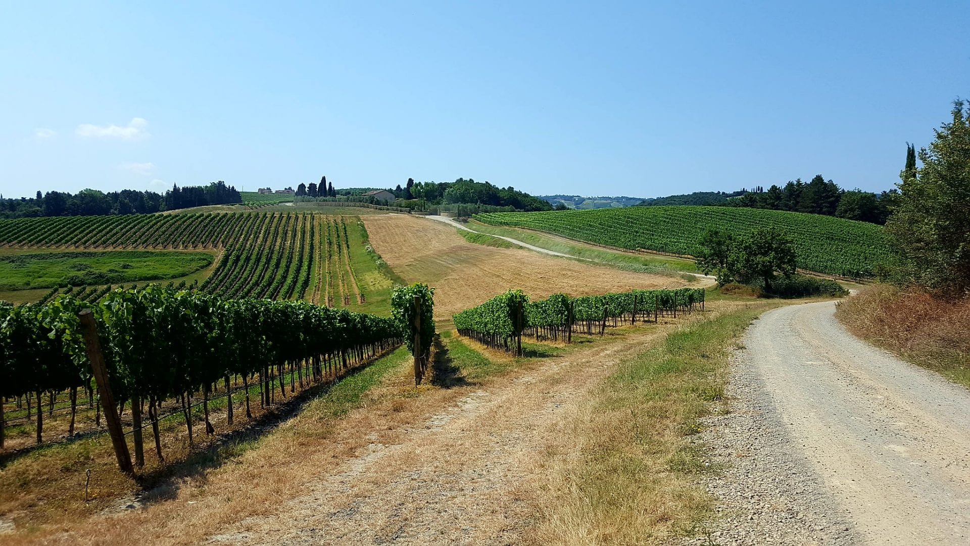 Campagna toscana, vigneti