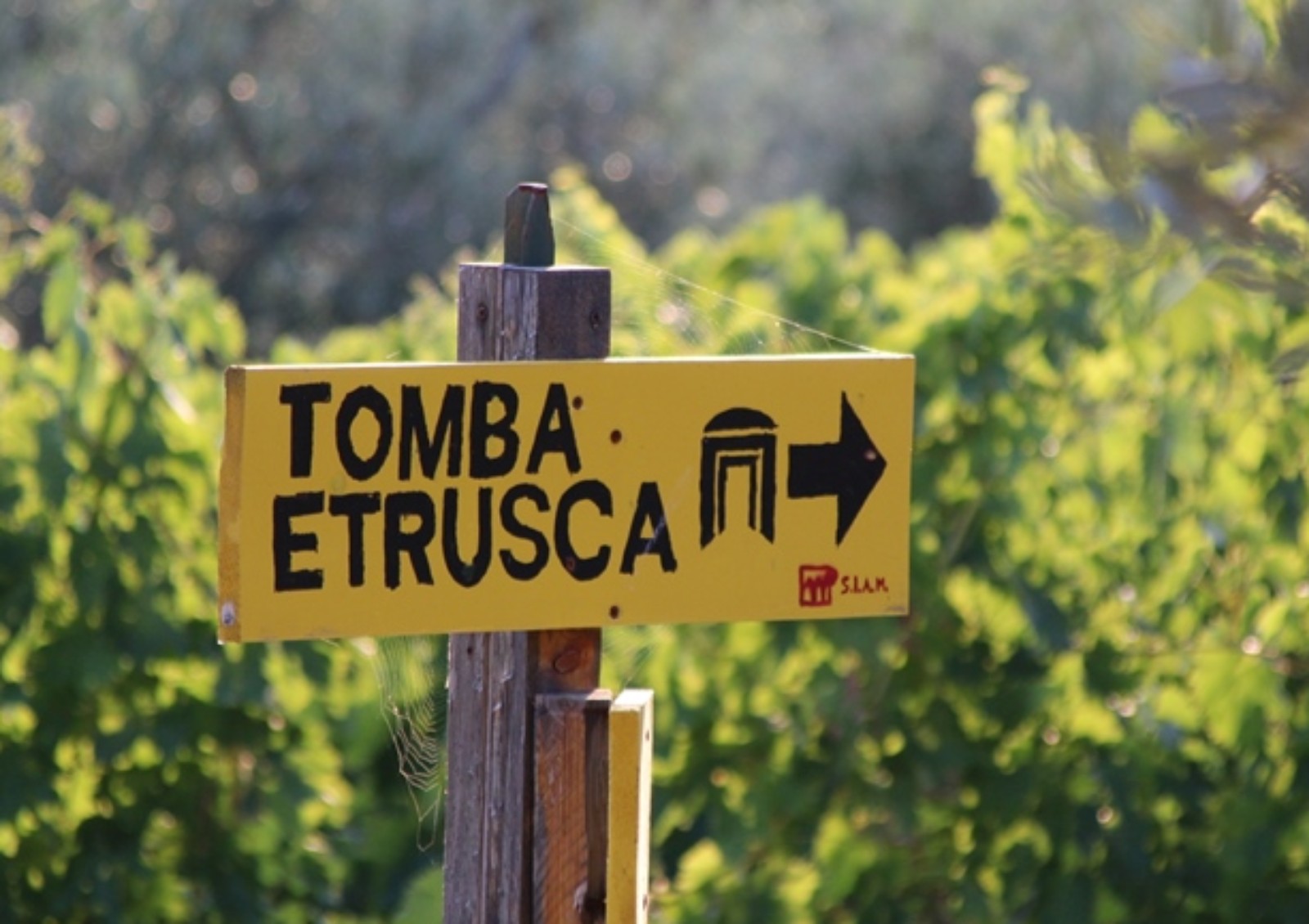 Guided visit to an Etruscan tomb and food&wine tasting in farm with view on grapevines in Chianti