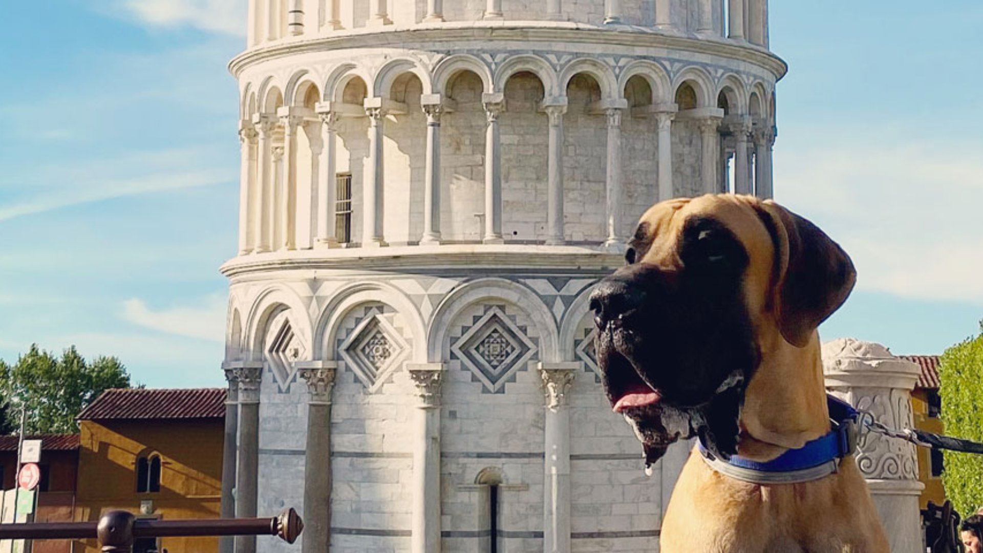 Leaning Tower of Pisa with a dog - Skip the line