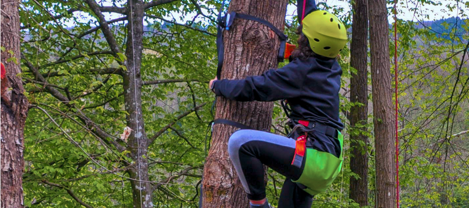 Tree Climbing Experience