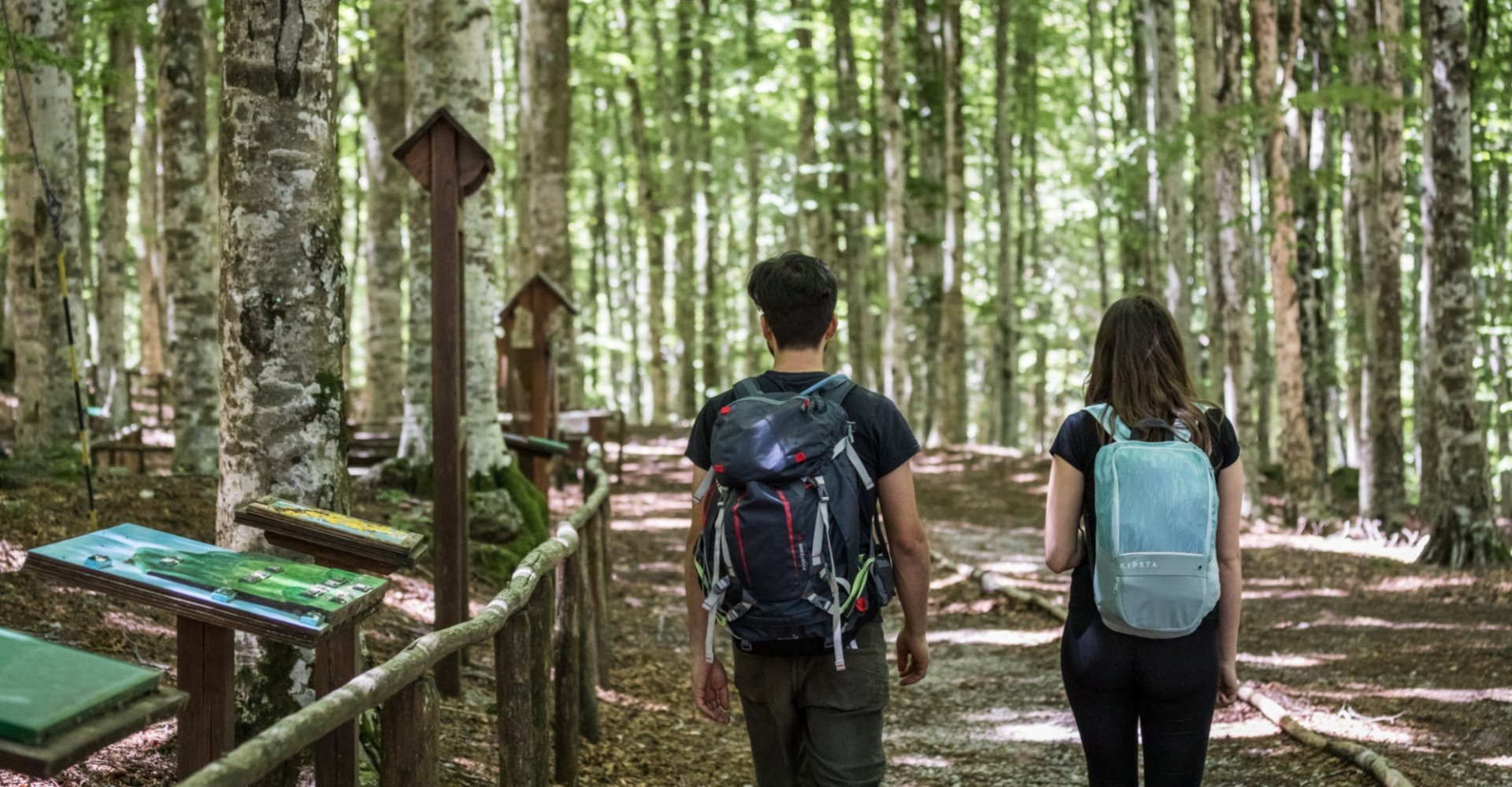 Senderismo en el bosque de hayas en la Montaña