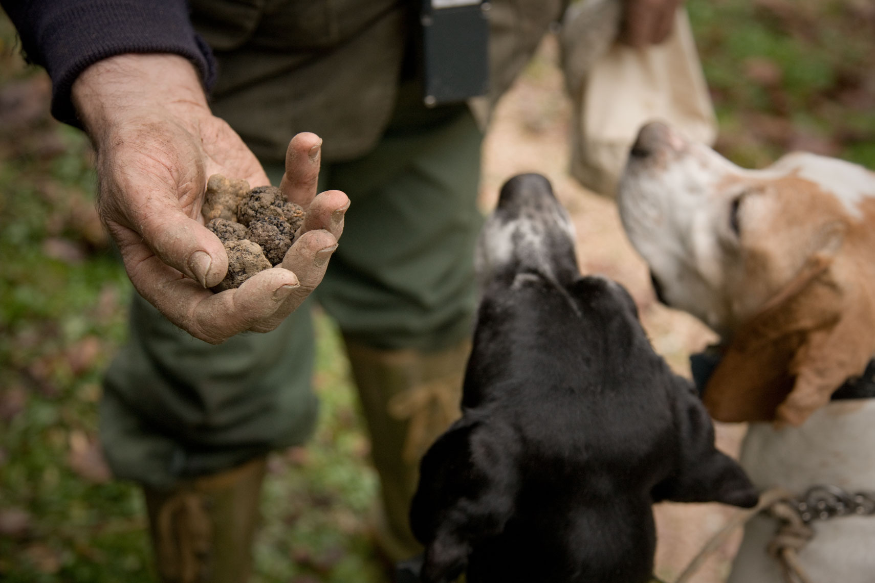 Truffle hunting in Tuscany with lunch and wine tasting | Visit Tuscany