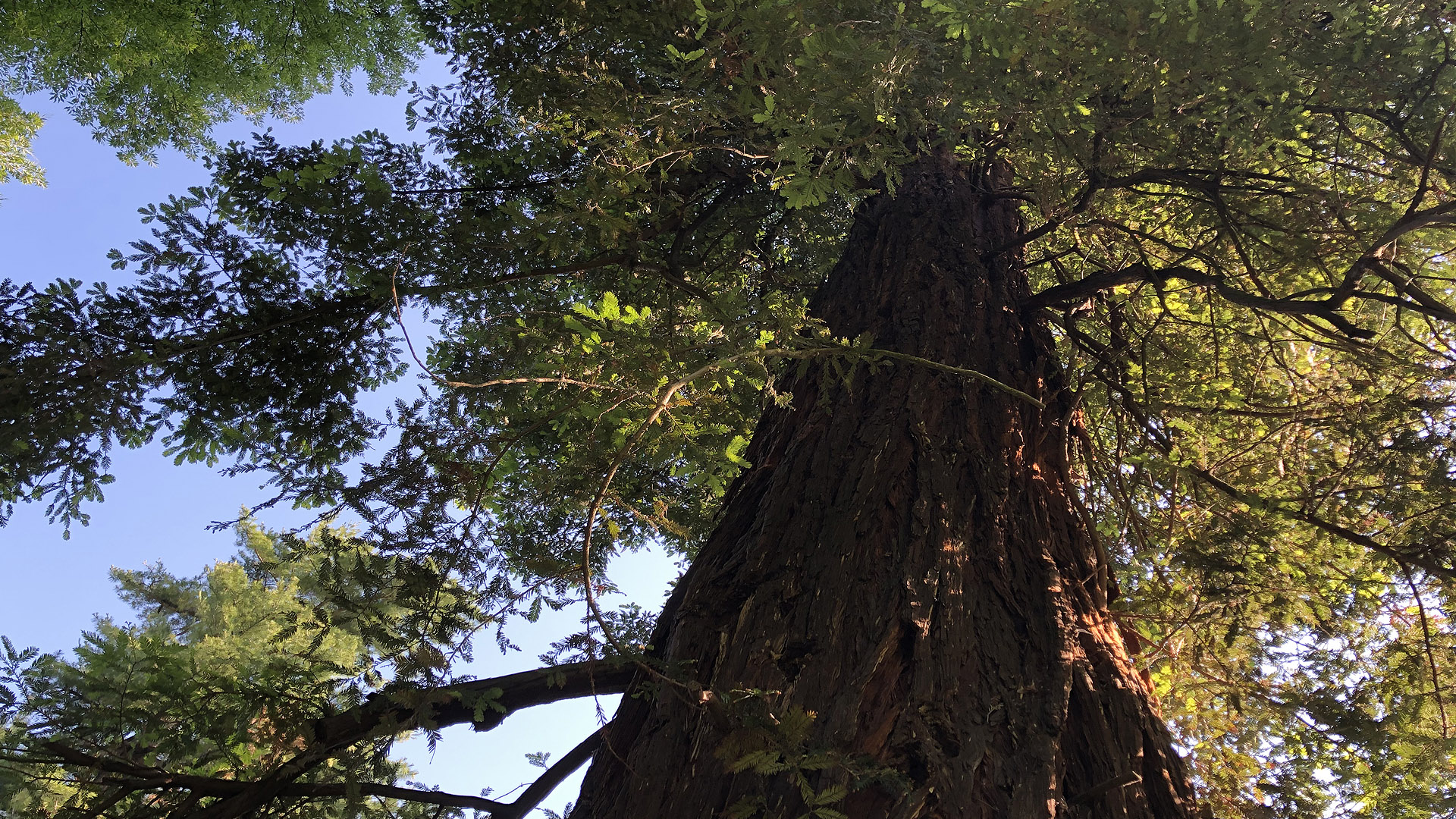 Scorcio dal basso del tronco e della chioma della sequoia dell