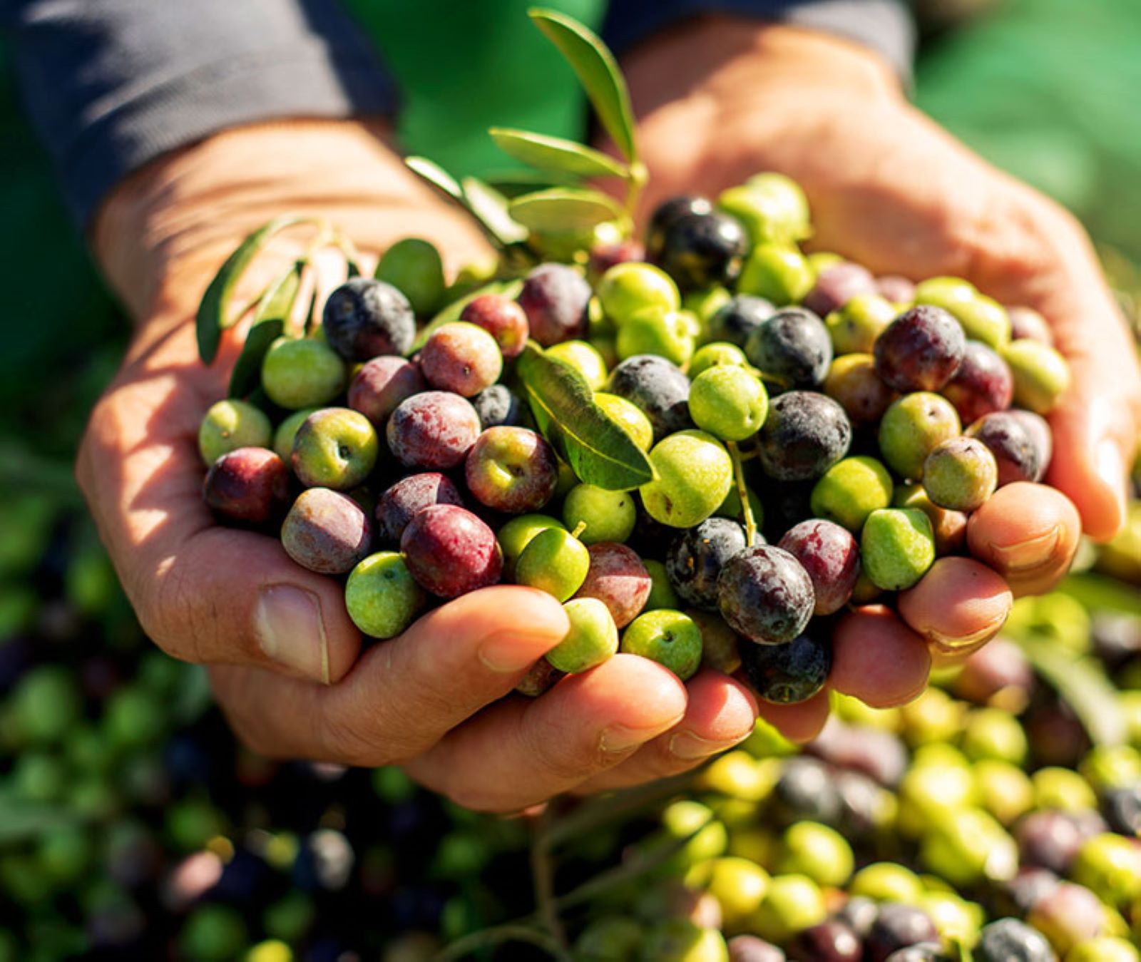 Degustando il vino e l’olio d’oliva toscano