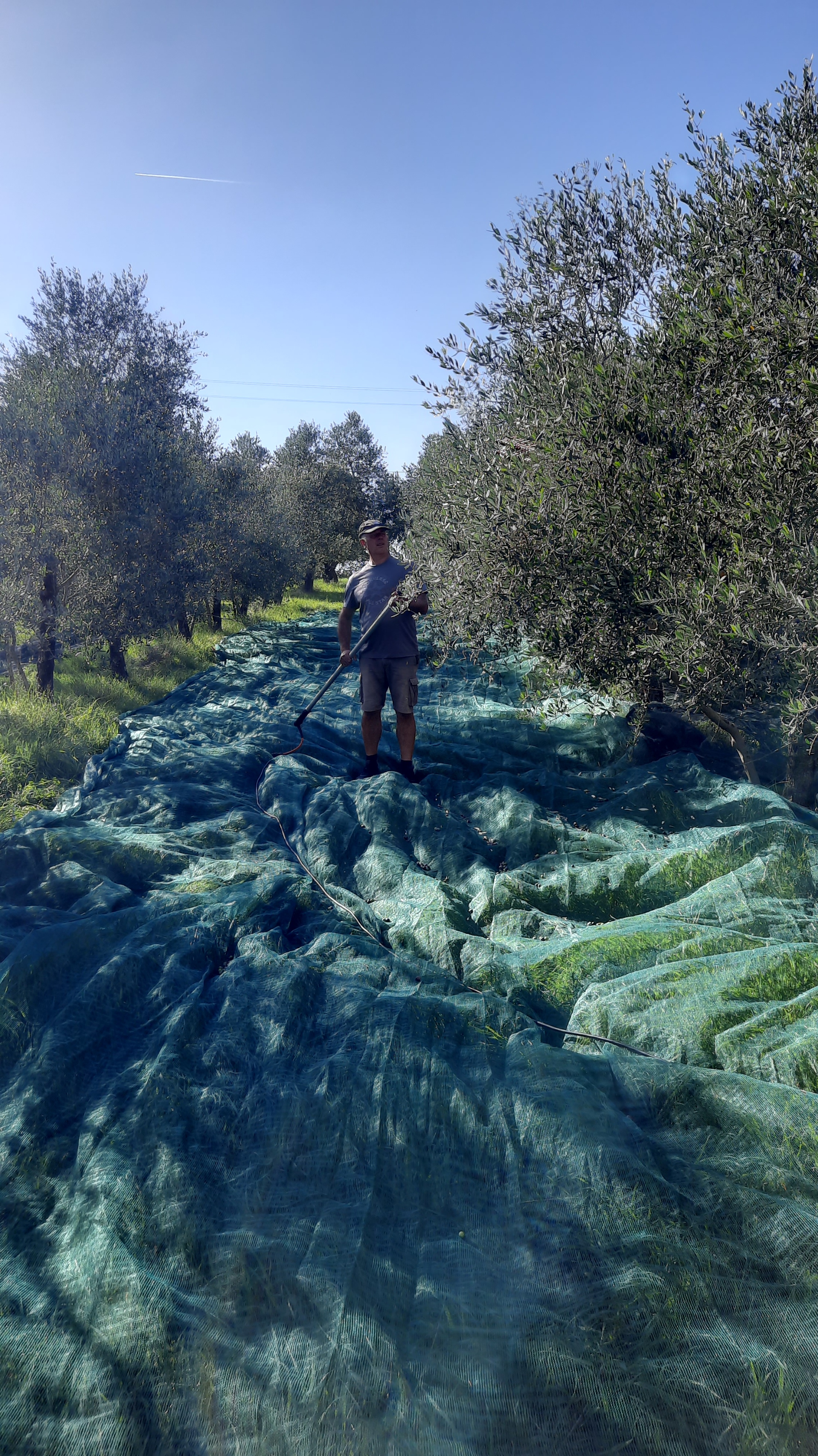 Passeggiata ludico emozionale fra gli ulivi della Val d'Orcia
