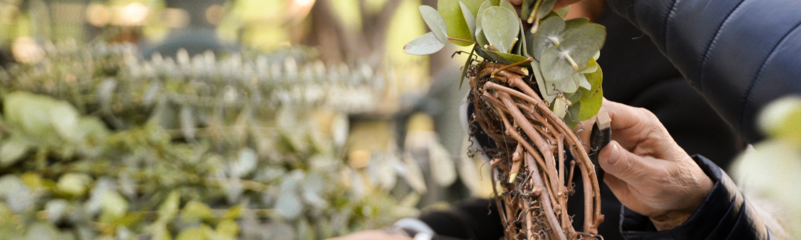 Crea la tua ghirlanda, esperienza unica per grandi e piccoli in fattoria a Massarosa