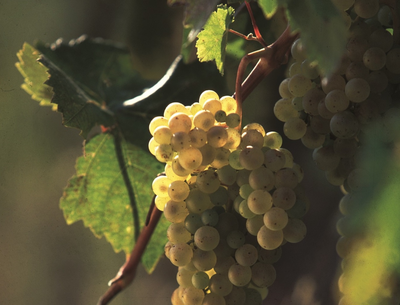 Raisins blancs pour le Vernaccia