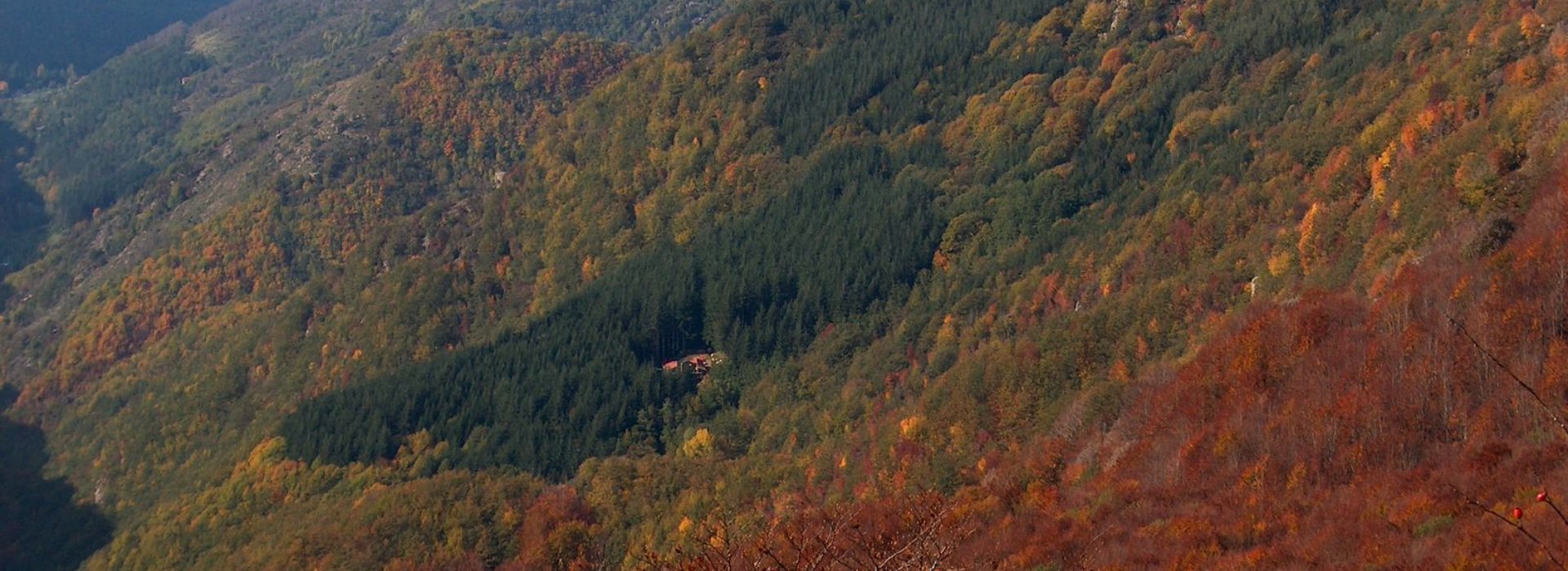 Visita guidata e pernotto per conoscere la natura della Vallombrosa Visita guidata e pernotto per conoscere la natura della Vallombrosa