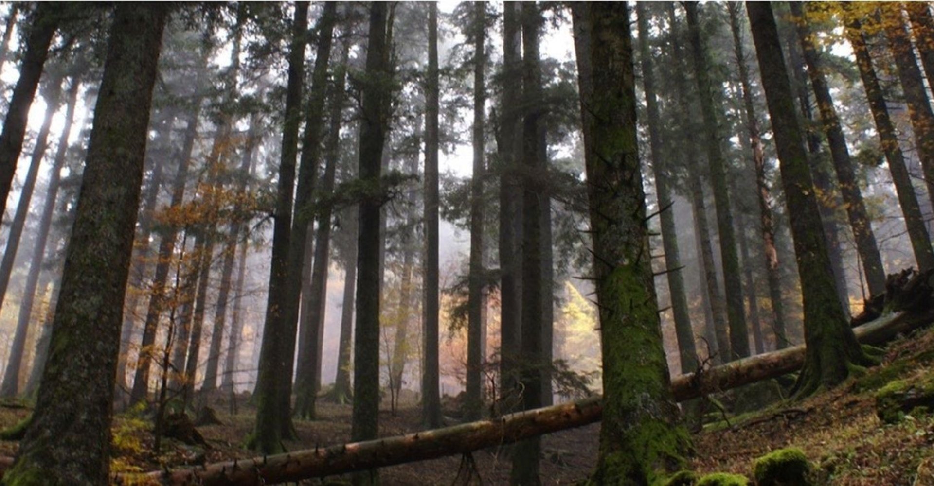 Le Foreste Casentinesi