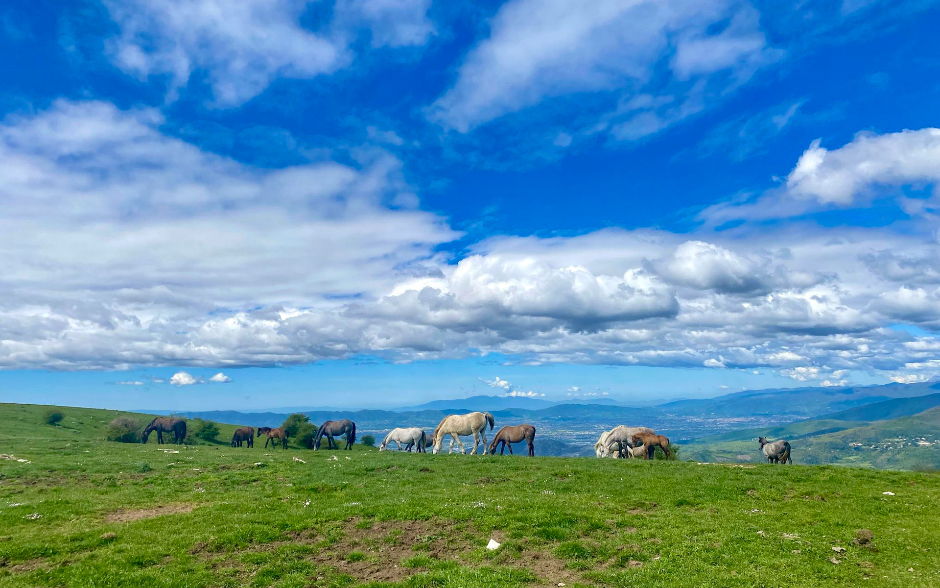 Cavalli al pascolo in un paesaggio montano con vista sulla valle