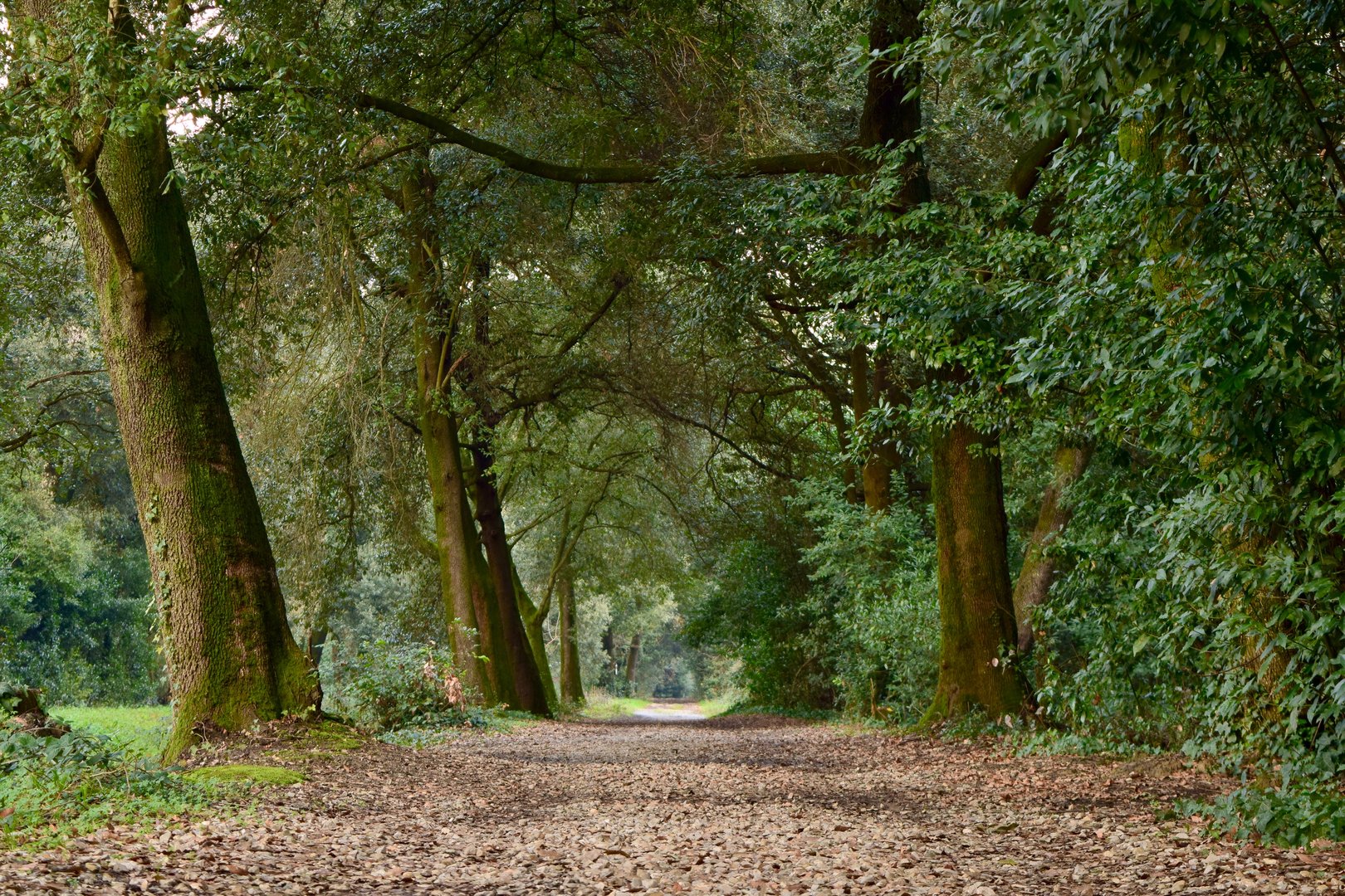 Cascine di Tavola Tree lined avenue